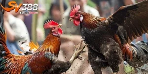cách chăm sóc gà đá