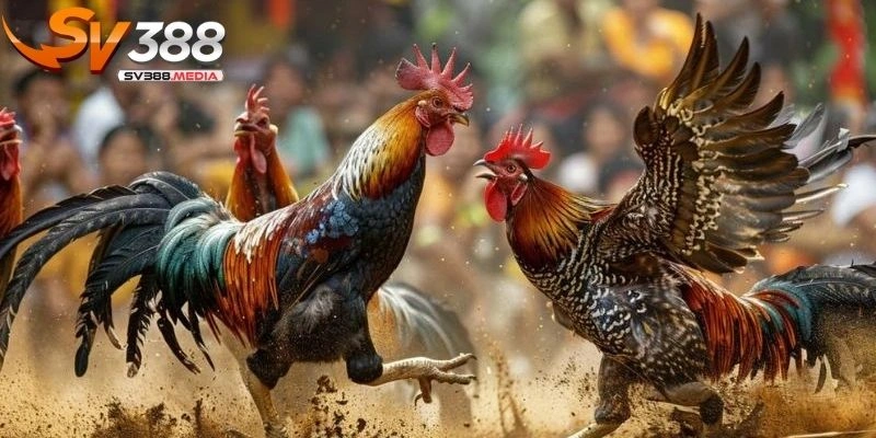 đá gà cựa sắt