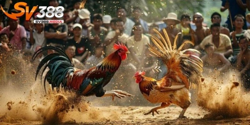 đá gà đòn