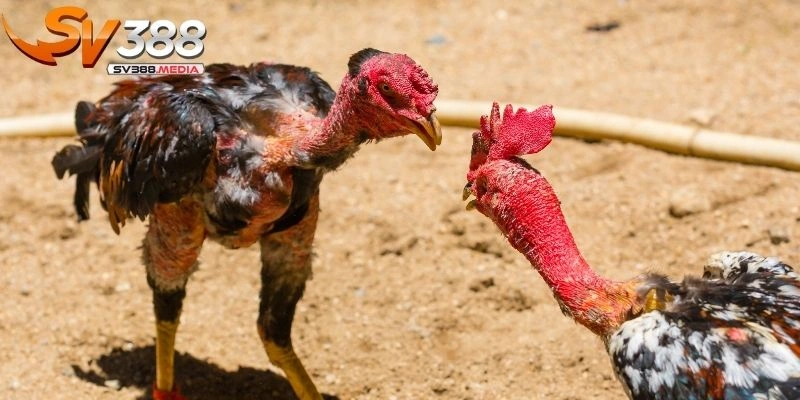 đá gà hiệu quả