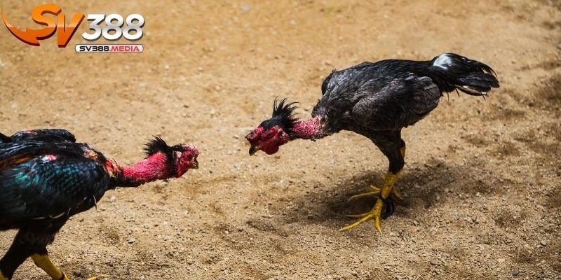 đá gà hiệu quả