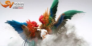 đá gà sv388 có hợp pháp ko