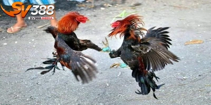 đá gà sv388 có hợp pháp ko