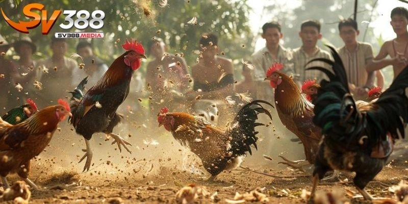 đá gà tre mỹ