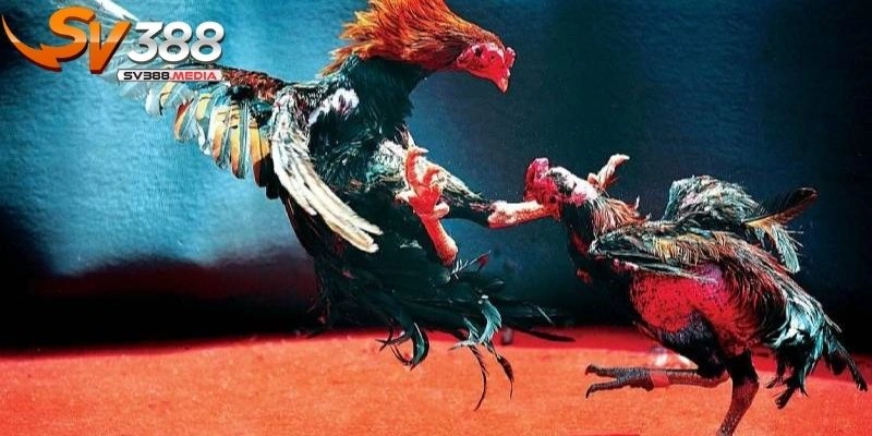 đá gà trực tiếp