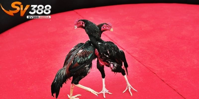 đặt cược đá gà