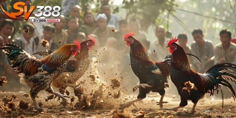gà chọi hỏa phong