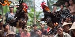 gà ngũ sắc là gì