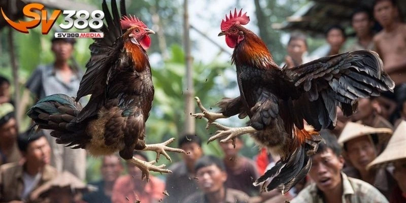 gà ngũ sắc là gì