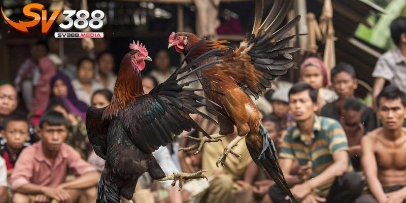 gà ngũ sắc là gì