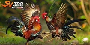 giống gà vẩy rồng