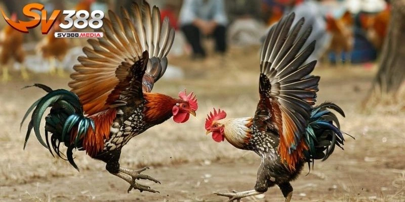 giống gà vẩy rồng
