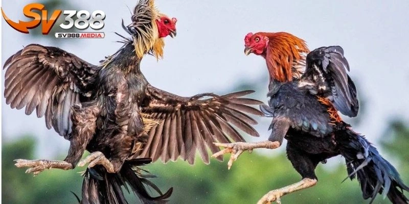 kinh nghiệm chơi đá gà