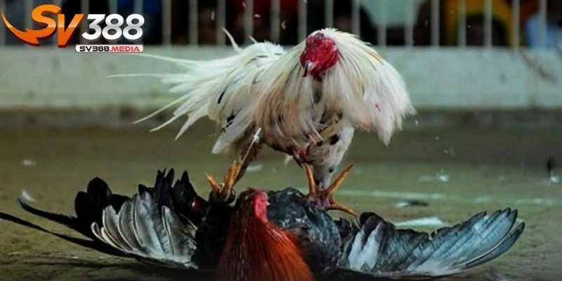 lưu ý khi chơi đá gà