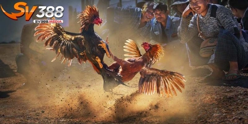 trực tiếp đá gà