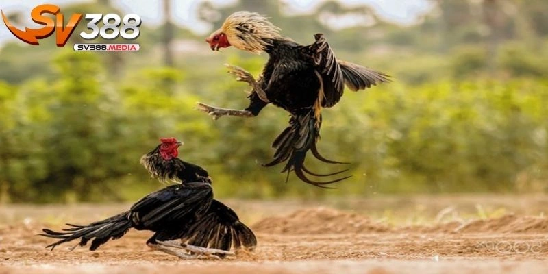 trực tiếp đá gà cựa sắt