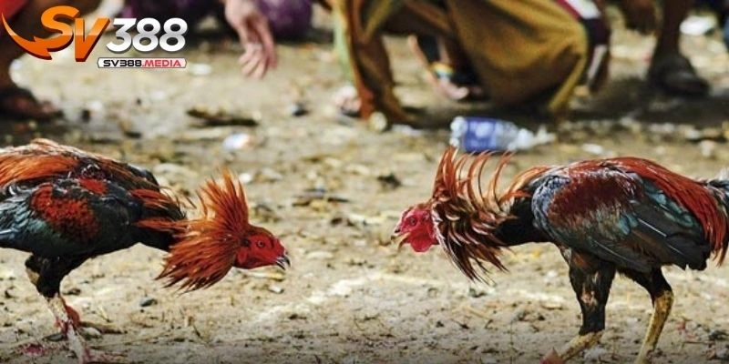 trực tiếp đá gà cựa sắt