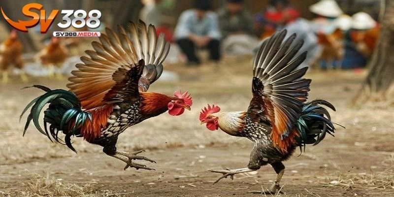 trực tiếp đá gà