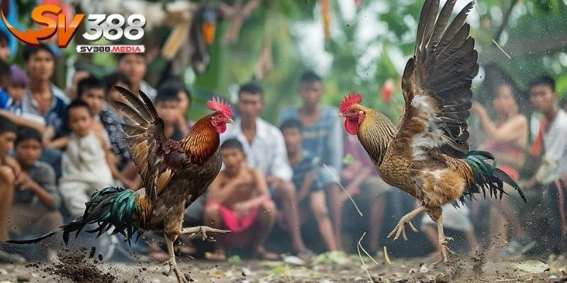 xem đá gà trực tiếp tại sv388