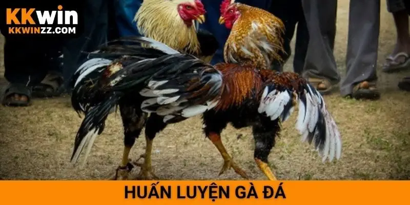 Huấn luyện gà đá
